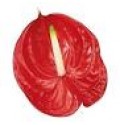 ΑΝΘΟΥΡΙΑ ΚΟΚΚΙΝΑ 11εκ ΑΝTHURIUM TROPICAL 11cm
